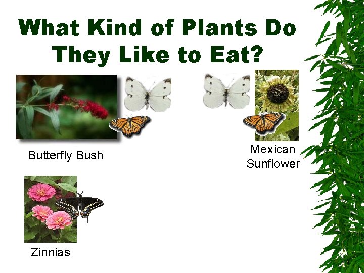 What Kind of Plants Do They Like to Eat? Butterfly Bush Zinnias Mexican Sunflower