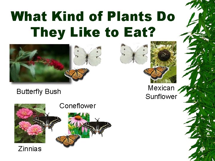 What Kind of Plants Do They Like to Eat? Butterfly Bush Coneflower Zinnias Mexican