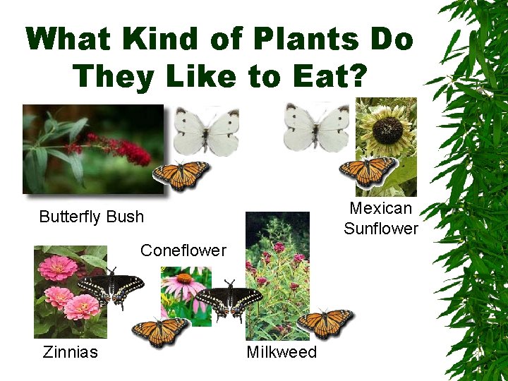 What Kind of Plants Do They Like to Eat? Mexican Sunflower Butterfly Bush Coneflower