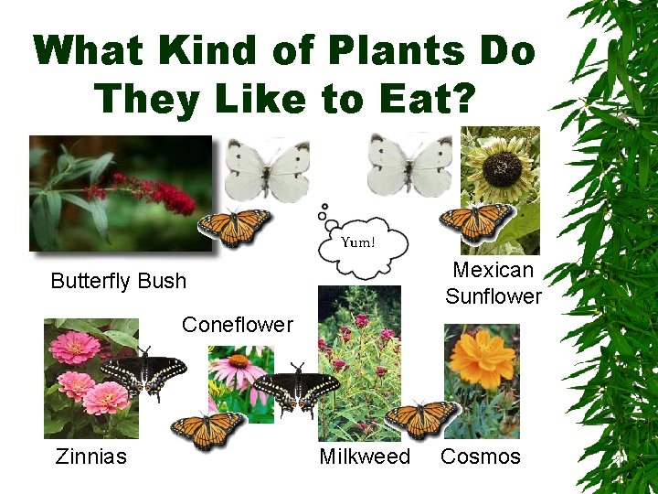 What Kind of Plants Do They Like to Eat? Yum! Butterfly Bush Mexican Sunflower