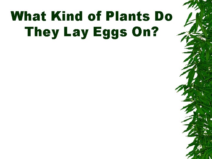 What Kind of Plants Do They Lay Eggs On? 