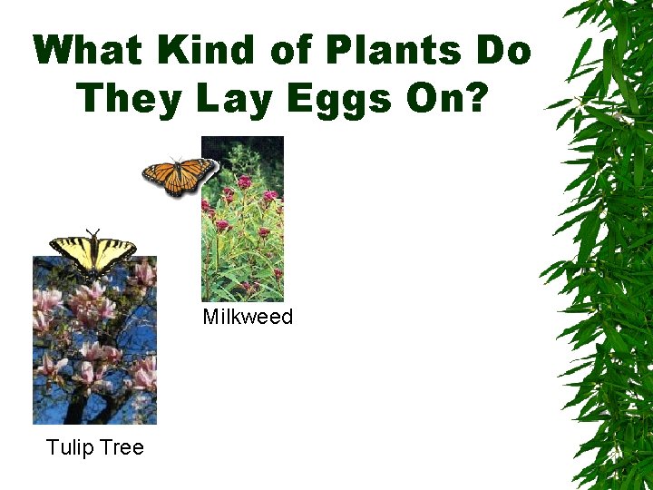 What Kind of Plants Do They Lay Eggs On? Milkweed Tulip Tree 