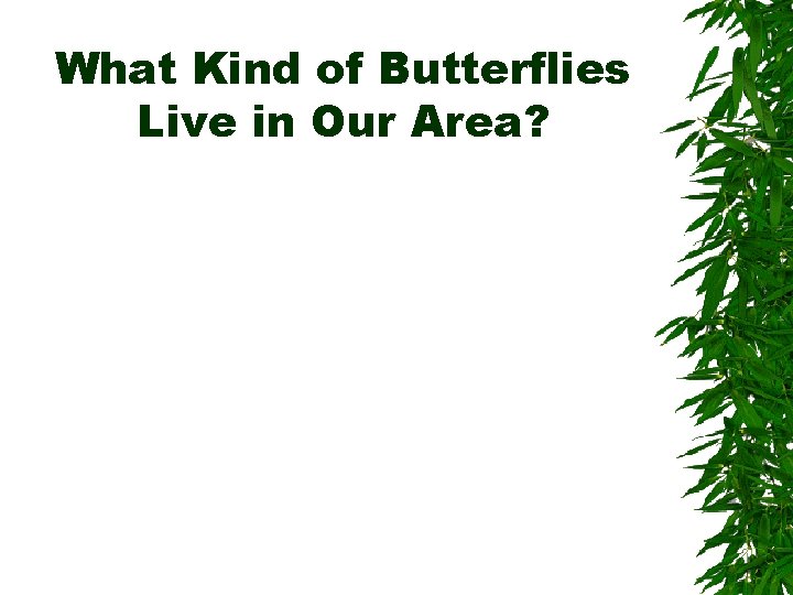 What Kind of Butterflies Live in Our Area? 