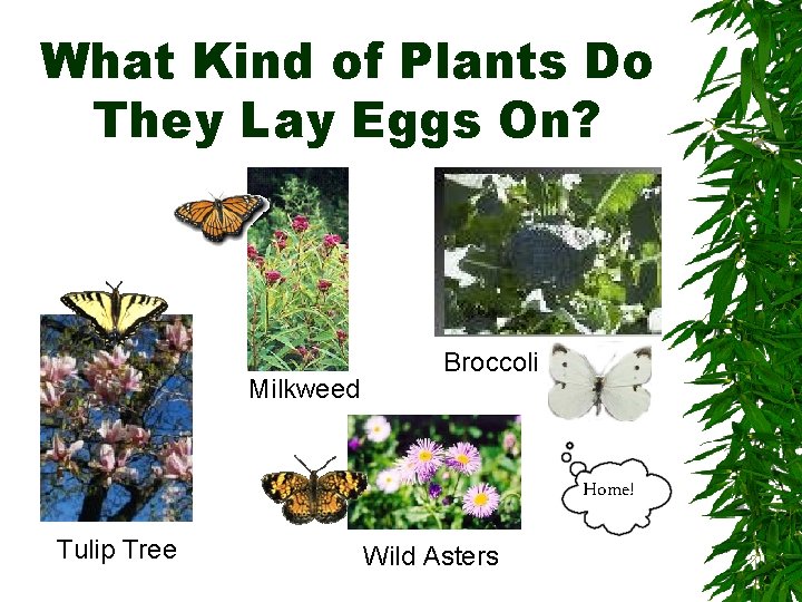 What Kind of Plants Do They Lay Eggs On? Milkweed Broccoli Home! Tulip Tree