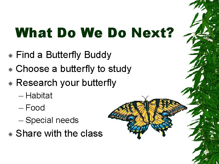What Do We Do Next? Find a Butterfly Buddy Choose a butterfly to study