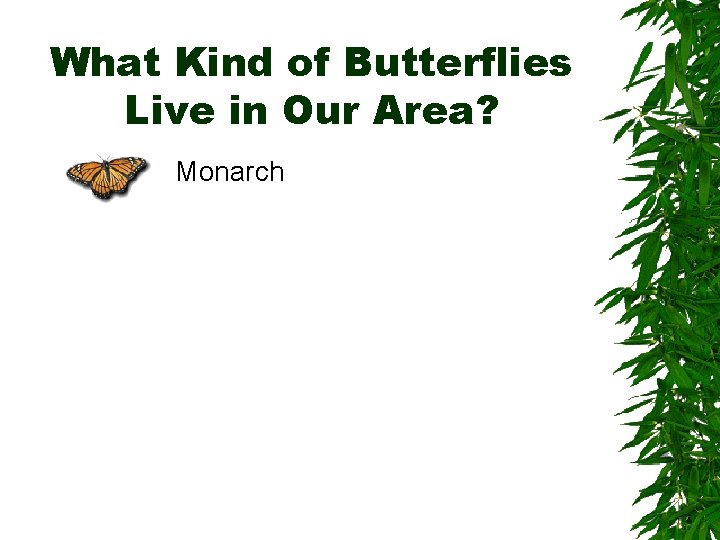 What Kind of Butterflies Live in Our Area? Monarch 