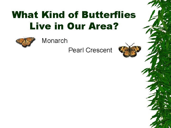 What Kind of Butterflies Live in Our Area? Monarch Pearl Crescent 