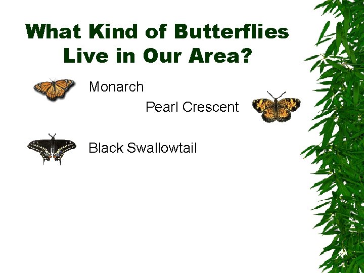 What Kind of Butterflies Live in Our Area? Monarch Pearl Crescent Black Swallowtail 