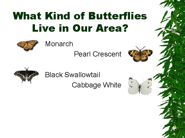 What Kind of Butterflies Live in Our Area? Monarch Pearl Crescent Black Swallowtail Cabbage