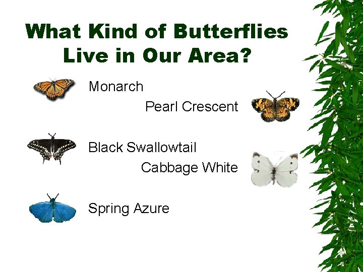 What Kind of Butterflies Live in Our Area? Monarch Pearl Crescent Black Swallowtail Cabbage
