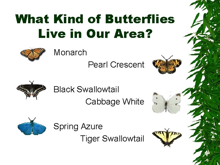 What Kind of Butterflies Live in Our Area? Monarch Pearl Crescent Black Swallowtail Cabbage
