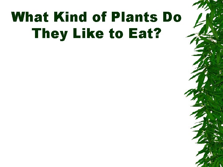 What Kind of Plants Do They Like to Eat? 
