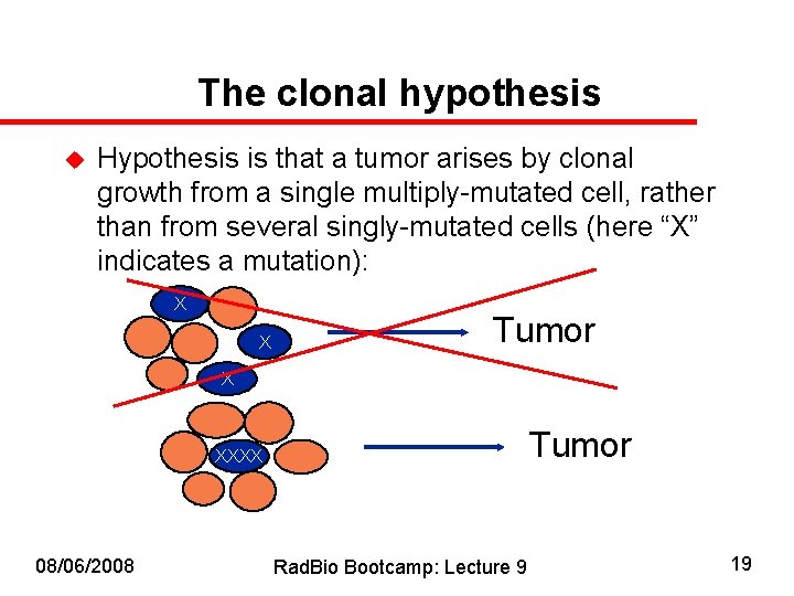 The clonal hypothesis u Hypothesis is that a tumor arises by clonal growth from