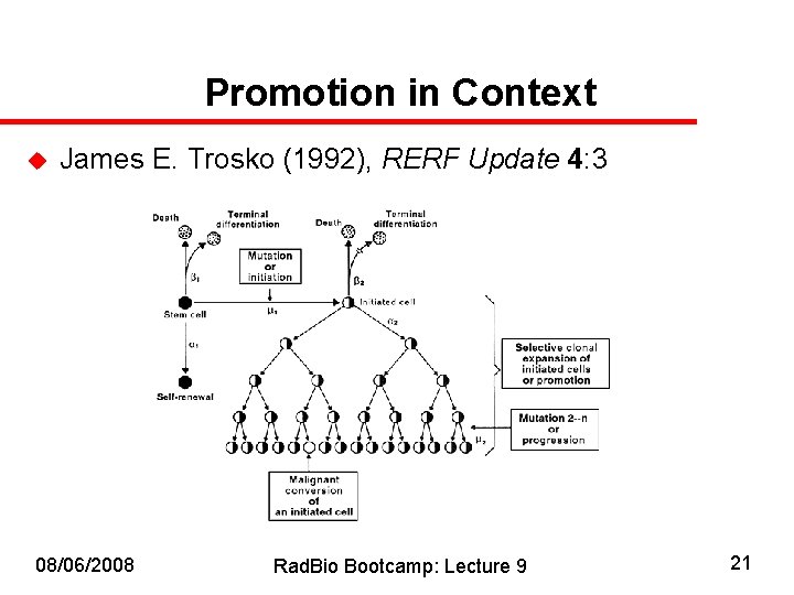 Promotion in Context u James E. Trosko (1992), RERF Update 4: 3 08/06/2008 Rad.