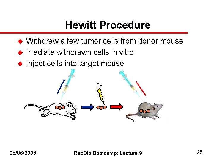 Hewitt Procedure u u u Withdraw a few tumor cells from donor mouse Irradiate