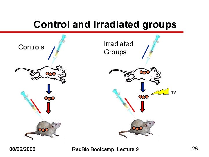 Control and Irradiated groups Controls Irradiated Groups h 08/06/2008 Rad. Bio Bootcamp: Lecture 9