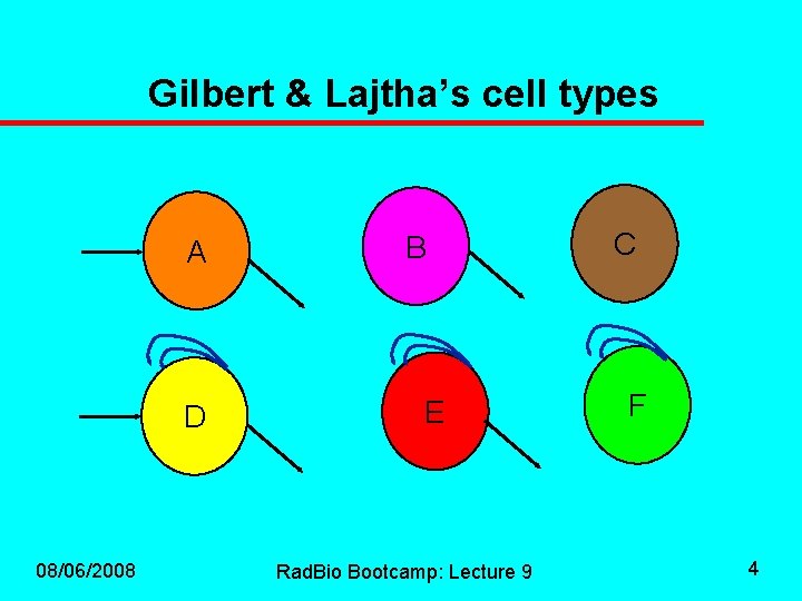 Gilbert & Lajtha’s cell types A D 08/06/2008 B E Rad. Bio Bootcamp: Lecture