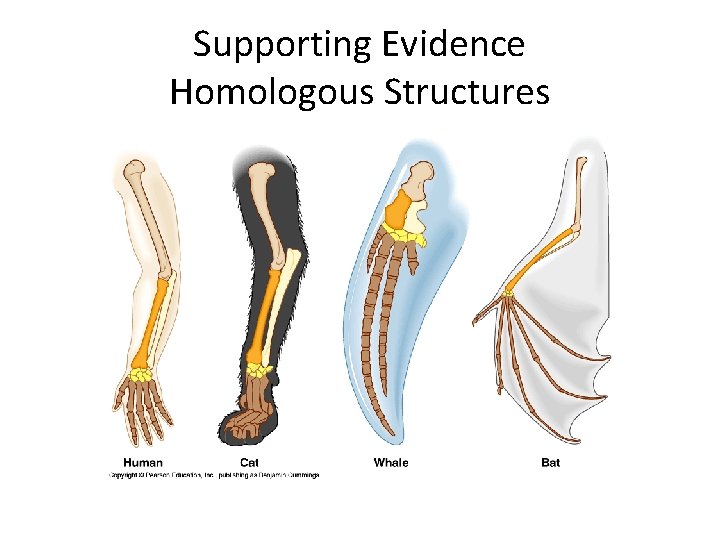 Supporting Evidence Homologous Structures 