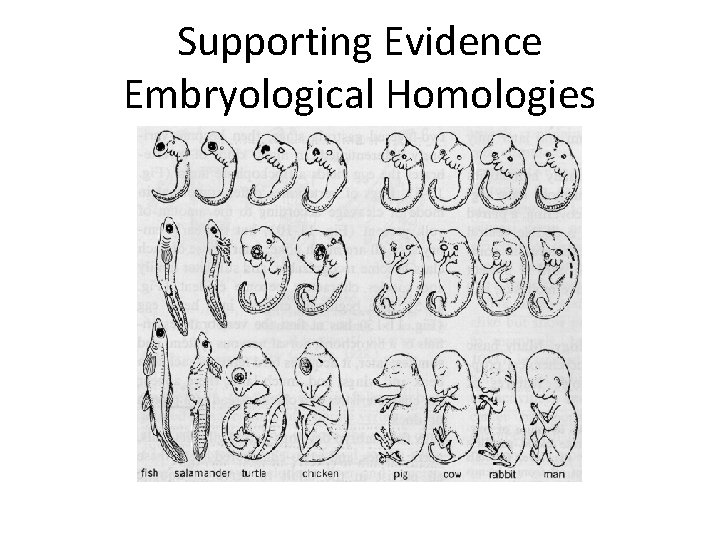 Supporting Evidence Embryological Homologies 