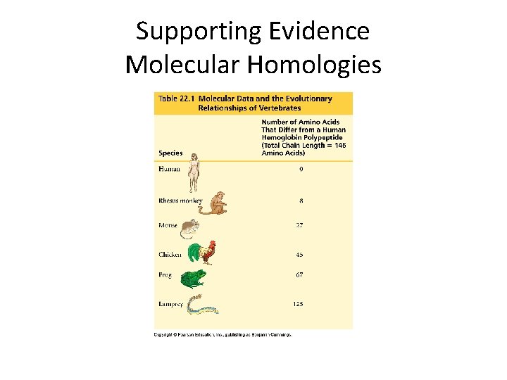 Supporting Evidence Molecular Homologies 