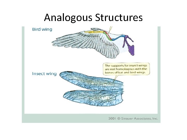Analogous Structures 