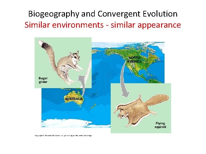 Biogeography and Convergent Evolution Similar environments - similar appearance 