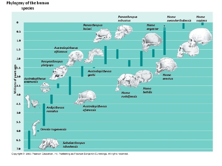 Phylogeny of the human species Homo neanderthalensis Paranthropus robustus 0 Paranthropus boisei 0. 5