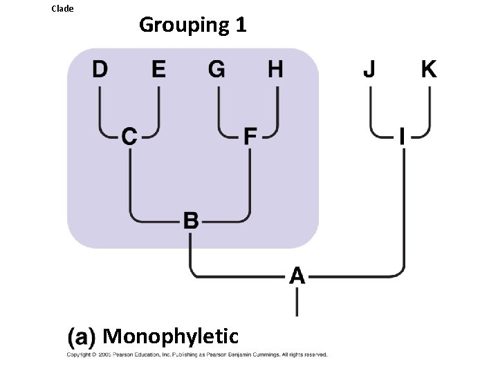 Clade Grouping 1 Monophyletic 