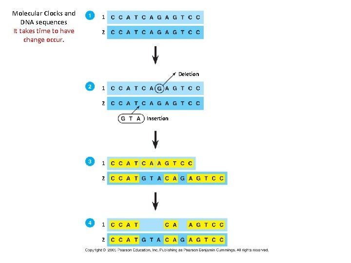 Molecular Clocks and DNA sequences It takes time to have change occur. 1 2