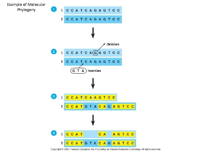 Example of Molecular Phylogeny 1 2 Deletion 1 2 Insertion 1 2 