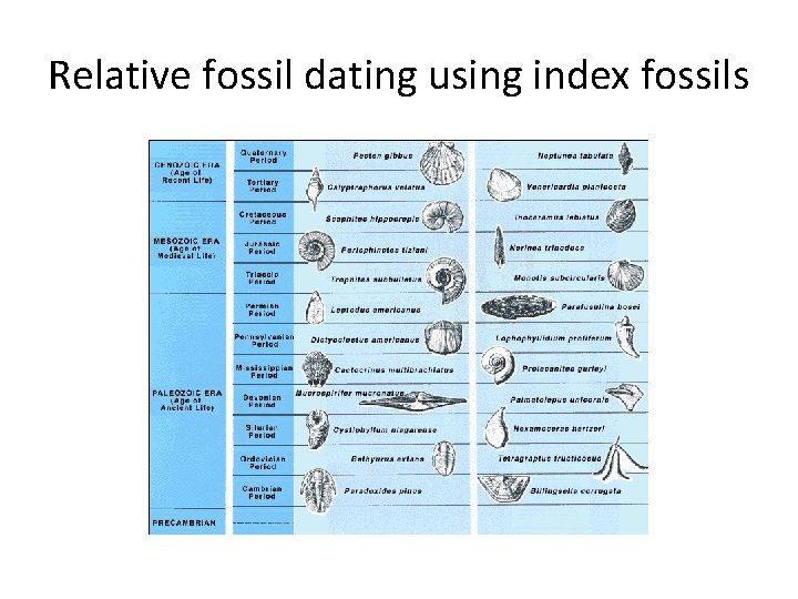 Relative fossil dating using index fossils 