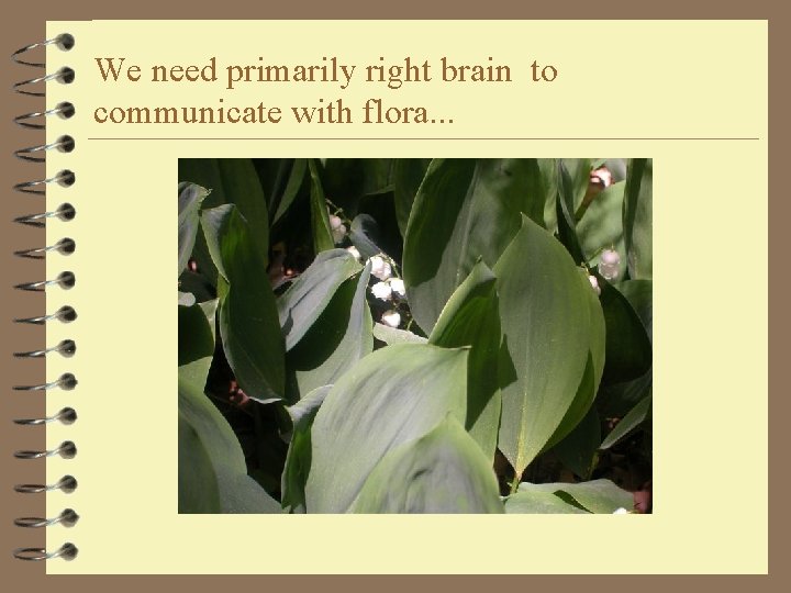 We need primarily right brain to communicate with flora. . . 