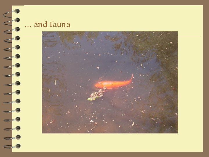 . . . and fauna 