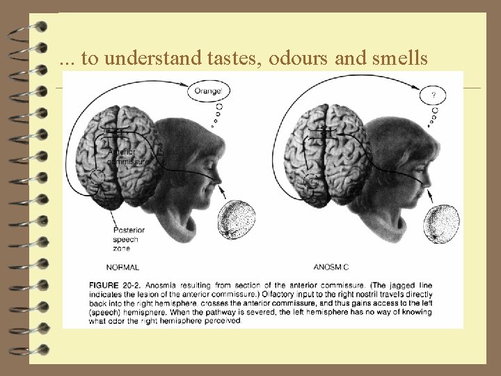 . . . to understand tastes, odours and smells 