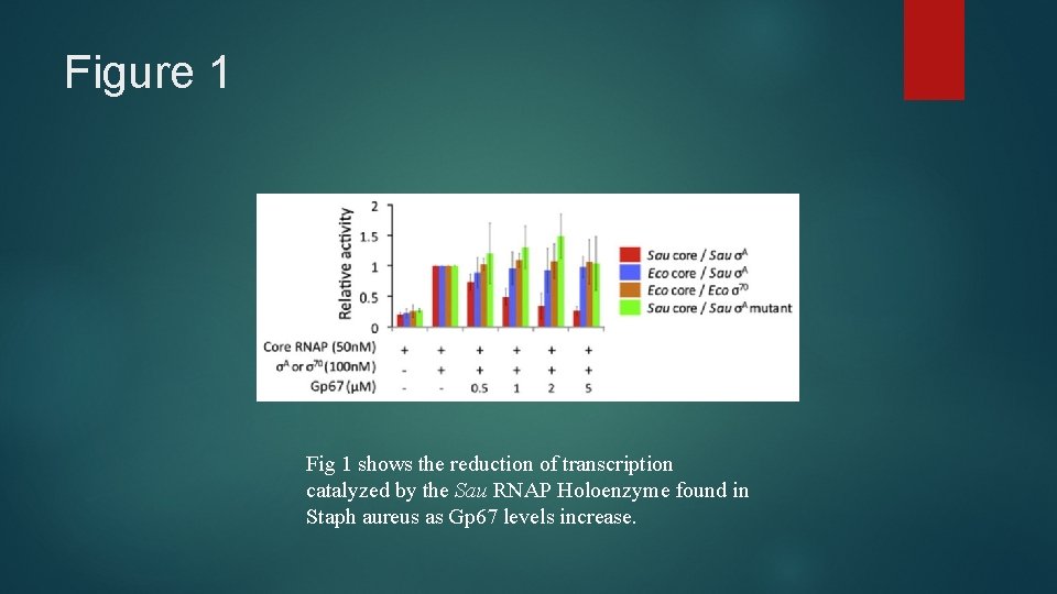 Figure 1 Fig 1 shows the reduction of transcription catalyzed by the Sau RNAP