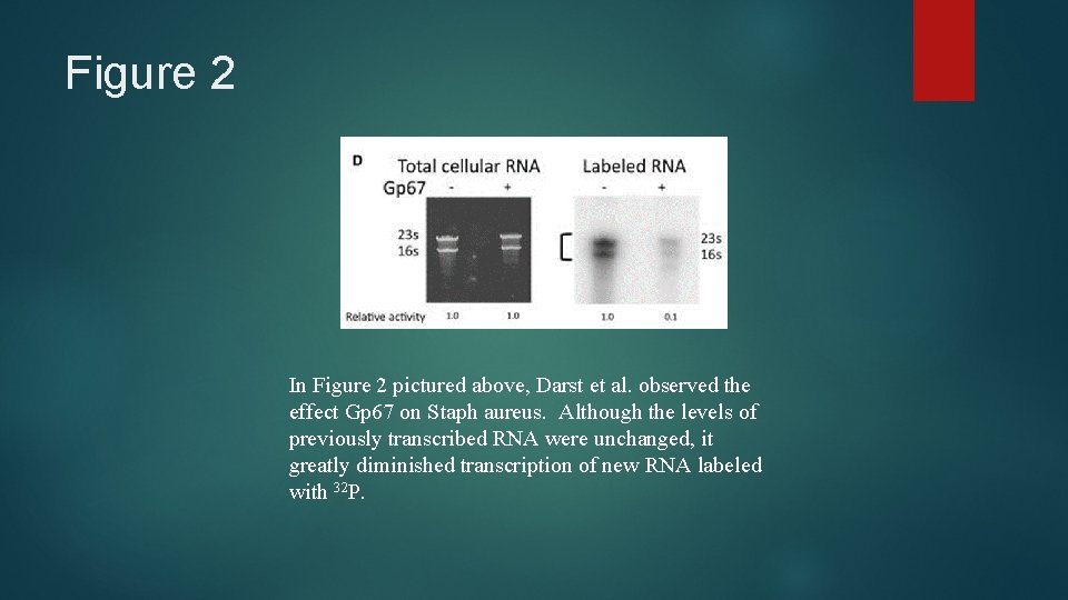 Figure 2 In Figure 2 pictured above, Darst et al. observed the effect Gp