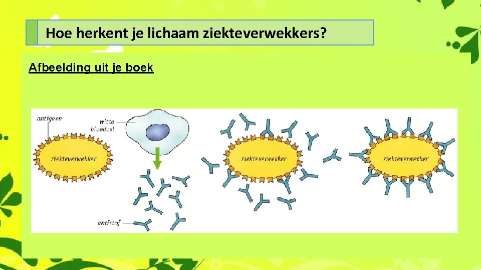 Hoe herkent je lichaam ziekteverwekkers? Afbeelding uit je boek 