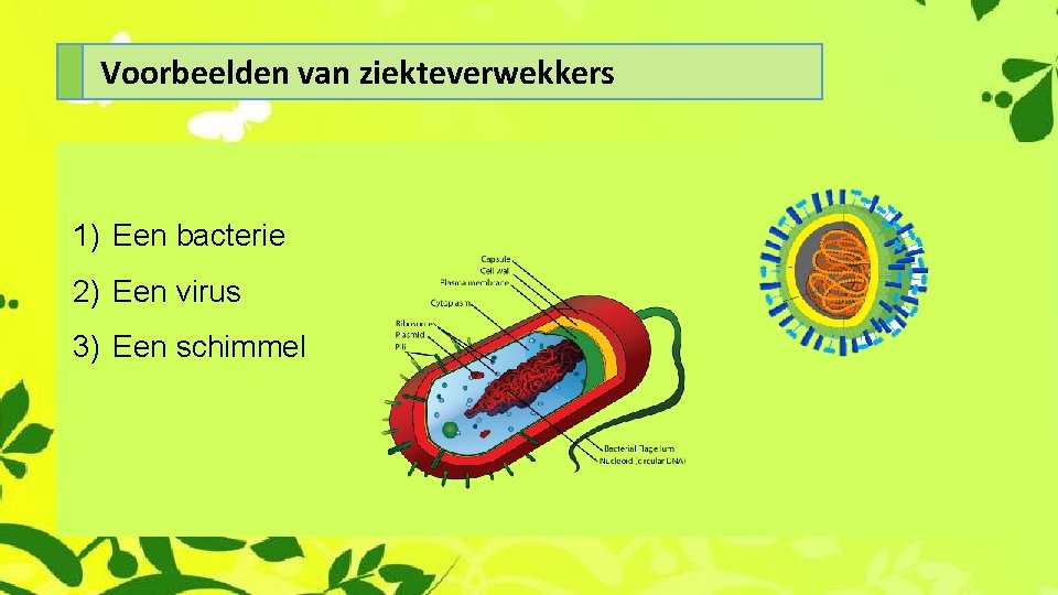 Voorbeelden van ziekteverwekkers 1) Een bacterie 2) Een virus 3) Een schimmel 