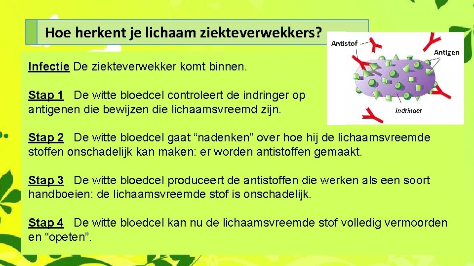 Hoe herkent je lichaam ziekteverwekkers? Antistof Antigen Infectie De ziekteverwekker komt binnen. Stap 1