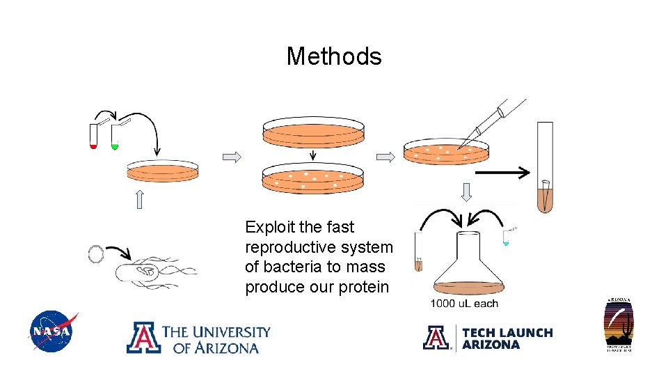 Methods Exploit the fast reproductive system of bacteria to mass produce our protein 