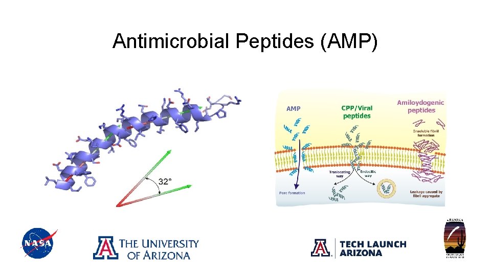 Antimicrobial Peptides (AMP) 