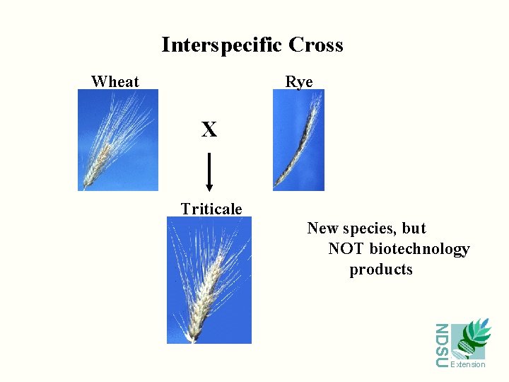 Interspecific Cross Wheat Rye X Triticale New species, but NOT biotechnology products NDSU Extension