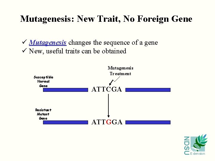 Mutagenesis: New Trait, No Foreign Gene ü Mutagenesis changes the sequence of a gene