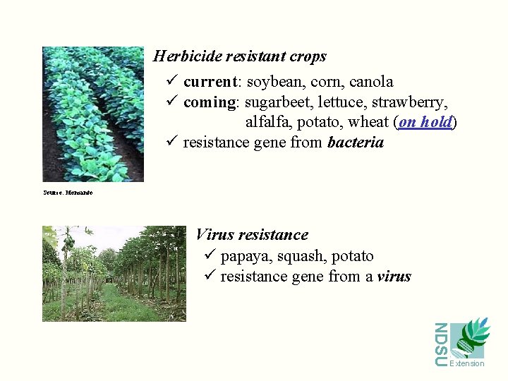 Herbicide resistant crops ü current: soybean, corn, canola ü coming: sugarbeet, lettuce, strawberry, alfalfa,