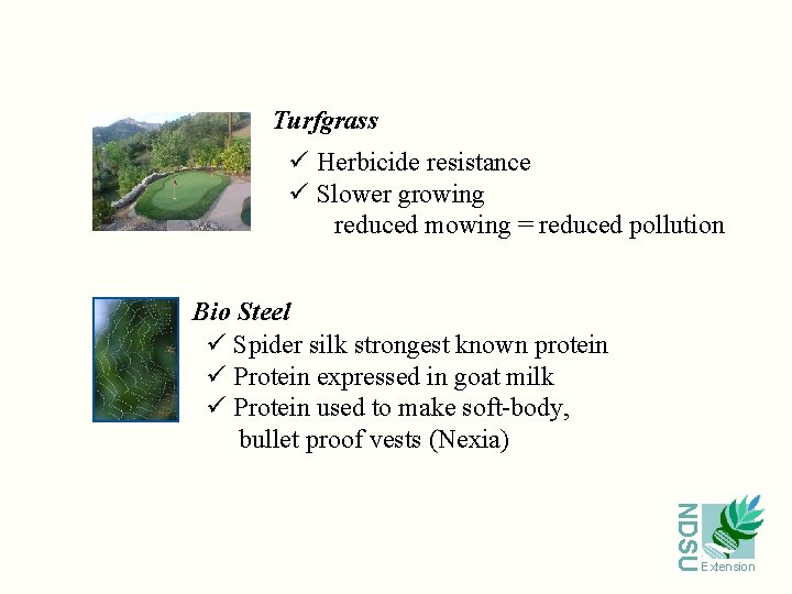 Turfgrass ü Herbicide resistance ü Slower growing reduced mowing = reduced pollution Bio Steel