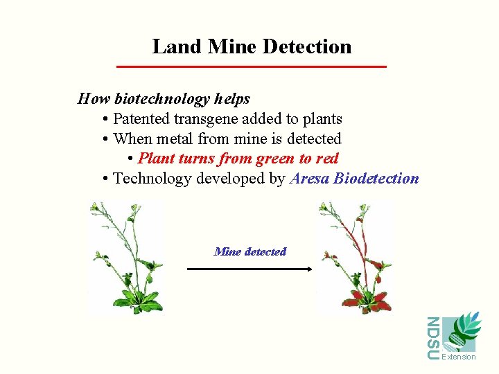 Land Mine Detection How biotechnology helps • Patented transgene added to plants • When