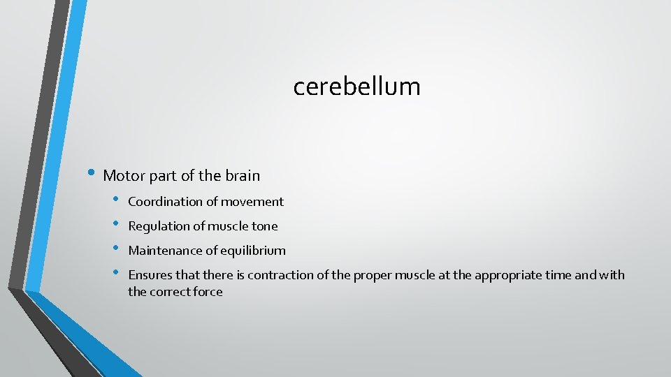 cerebellum • Motor part of the brain • • Coordination of movement Regulation of