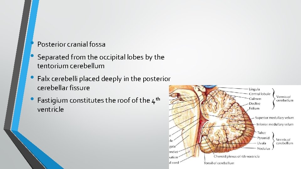  • Posterior cranial fossa • Separated from the occipital lobes by the tentorium