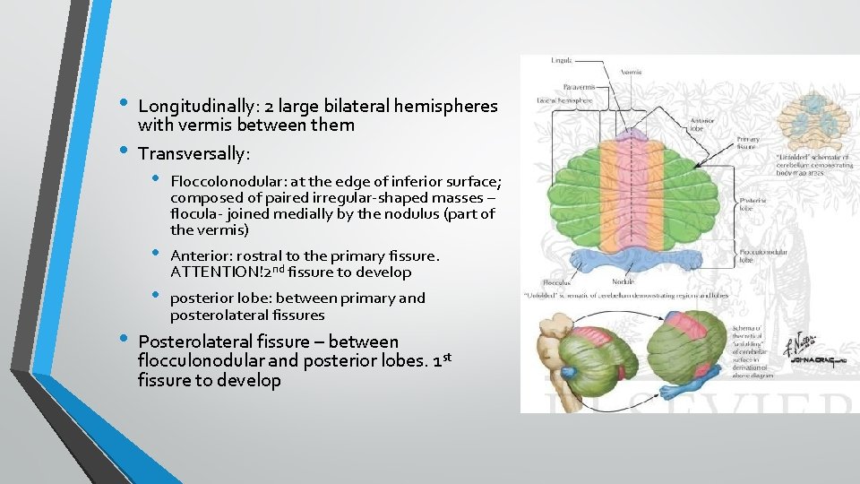  • • Longitudinally: 2 large bilateral hemispheres with vermis between them Transversally: •