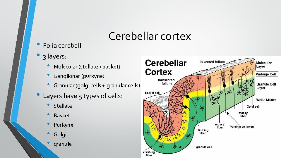  • Folia cerebelli • 3 layers: Cerebellar cortex • • • Molecular (stellate